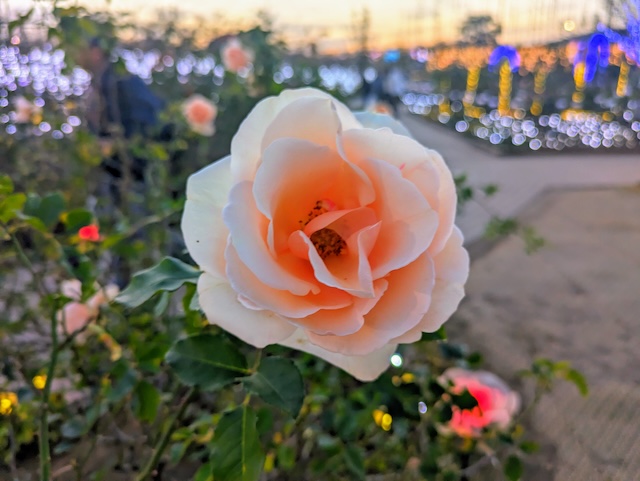 おかりなのアイコン